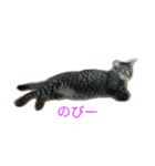 ねこのここちゃん（個別スタンプ：7）