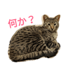 ねこのここちゃん（個別スタンプ：8）