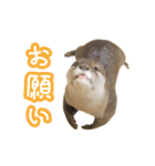 チロはカワウソだ (日本語バージョン)（個別スタンプ：11）