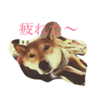 WANKO.TAROIRO（個別スタンプ：1）