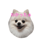 白ポメのてぃちゃん（個別スタンプ：1）