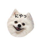 白ポメのてぃちゃん（個別スタンプ：3）