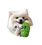 白ポメのてぃちゃん（個別スタンプ：5）