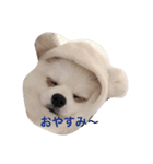 白ポメのてぃちゃん（個別スタンプ：6）