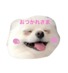白ポメのてぃちゃん（個別スタンプ：9）