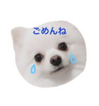 白ポメのてぃちゃん（個別スタンプ：12）