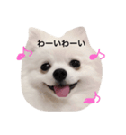 白ポメのてぃちゃん（個別スタンプ：13）