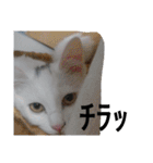 タマスケとシロサンのスタンプ弐（個別スタンプ：12）