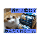 タマスケとシロサンのスタンプ弐（個別スタンプ：16）