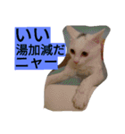 タマスケとシロサンのスタンプ弐（個別スタンプ：20）