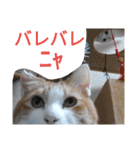 タマスケとシロサンのスタンプ弐（個別スタンプ：32）