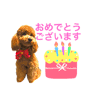 トイプードル毎日使う言葉（個別スタンプ：5）