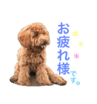 トイプードル毎日使う言葉（個別スタンプ：7）