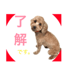 トイプードル毎日使う言葉（個別スタンプ：8）