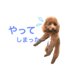 トイプードル毎日使う言葉（個別スタンプ：9）