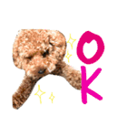 トイプードル毎日使う言葉（個別スタンプ：11）