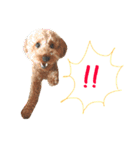 トイプードル毎日使う言葉（個別スタンプ：12）
