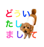 トイプードル毎日使う言葉（個別スタンプ：16）