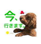トイプードル毎日使う言葉（個別スタンプ：19）