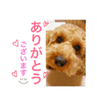 トイプードル毎日使う言葉（個別スタンプ：20）