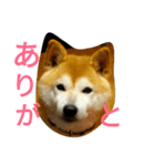 シンプルスタンプ②（個別スタンプ：1）