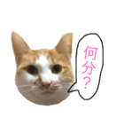 シロとふじん。（個別スタンプ：3）