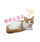 シロとふじん。（個別スタンプ：14）