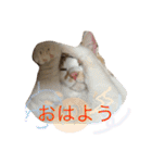 シロとふじん。（個別スタンプ：17）