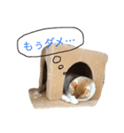 シロとふじん。（個別スタンプ：21）