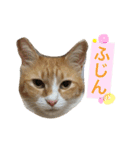 シロとふじん。（個別スタンプ：23）