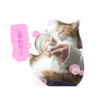 シロとふじん。（個別スタンプ：32）