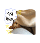 シロとふじん。（個別スタンプ：33）