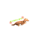 ミニチュアダックス ゆうすけとだいず（個別スタンプ：5）