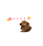 ミニチュアダックス ゆうすけとだいず（個別スタンプ：8）
