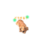 ミニチュアダックス ゆうすけとだいず（個別スタンプ：32）