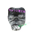 パグねえさんのひと言（個別スタンプ：3）