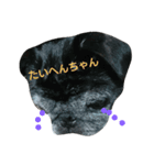 パグねえさんのひと言（個別スタンプ：5）