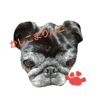 パグねえさんのひと言（個別スタンプ：7）