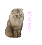 気分屋ねこ、べべ。2（個別スタンプ：1）