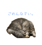 気分屋ねこ、べべ。2（個別スタンプ：2）