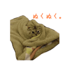 気分屋ねこ、べべ。2（個別スタンプ：5）