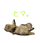 気分屋ねこ、べべ。2（個別スタンプ：6）