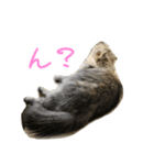 気分屋ねこ、べべ。2（個別スタンプ：7）