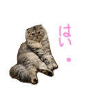 気分屋ねこ、べべ。2（個別スタンプ：8）