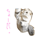 気分屋ねこ、べべ。2（個別スタンプ：9）