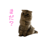 気分屋ねこ、べべ。2（個別スタンプ：11）