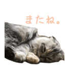 気分屋ねこ、べべ。2（個別スタンプ：13）