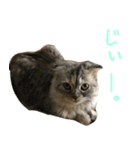 気分屋ねこ、べべ。2（個別スタンプ：14）