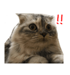 気分屋ねこ、べべ。2（個別スタンプ：15）