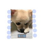 ミルク3（個別スタンプ：10）